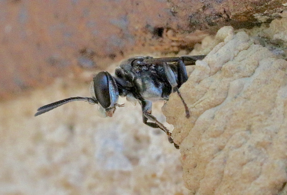 Spider wasp -Genus: Fabriogenia Emerging from mud nest  Australia,Eamw July 23,Fabriogenia,Fall,Geotagged,Illaroo,Springeamw wasps,spider wasps