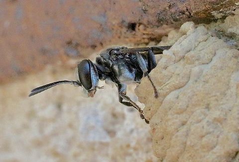 Spider wasp -Genus: Fabriogenia Emerging from mud nest  Australia,Eamw July 23,Fabriogenia,Fall,Geotagged,Illaroo,Springeamw wasps,spider wasps