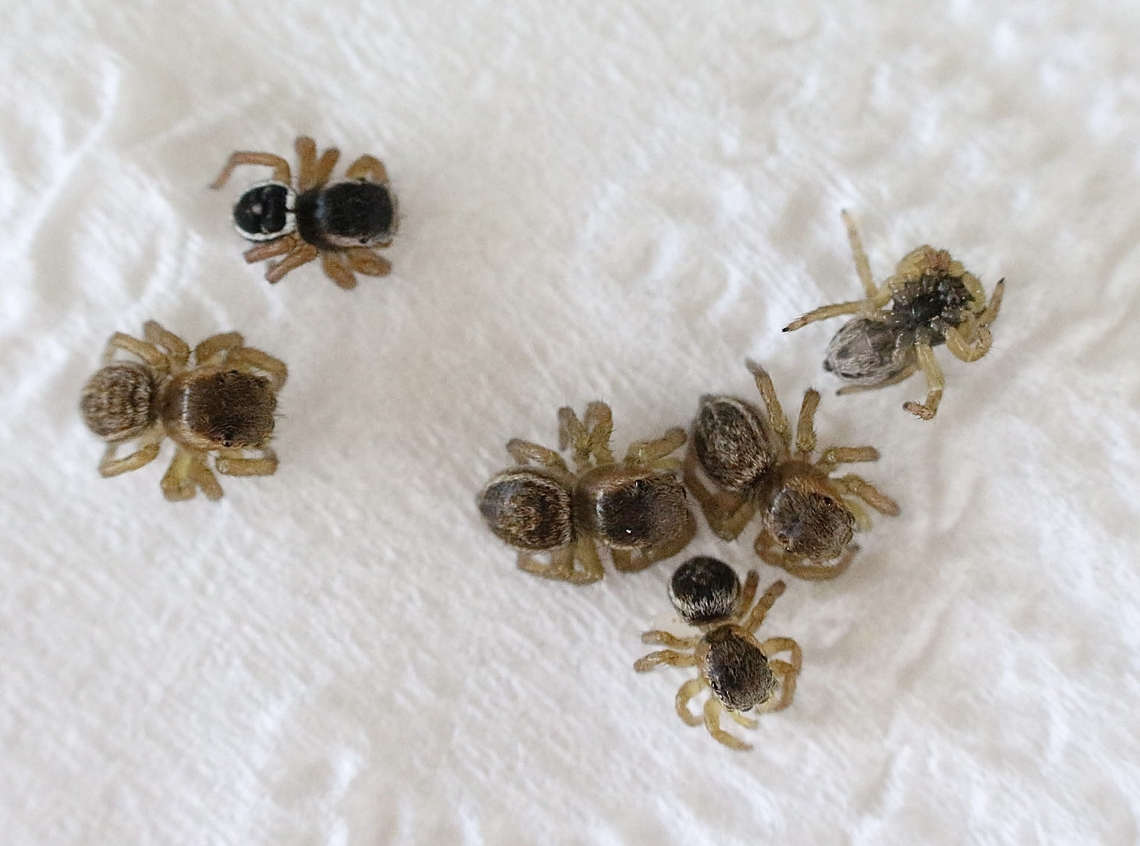 Salticid spiderlings found in mud nest of spider wasp. The juvenile spiders were paralyzed.<br />
<figure class="photo"><a href="https://www.jungledragon.com/image/151919/spider_wasp_-genus_fabriogenia.html" title="Spider wasp -Genus : Fabriogenia"><img src="https://s3.amazonaws.com/media.jungledragon.com/images/3125/151919_thumb.jpeg?AWSAccessKeyId=05GMT0V3GWVNE7GGM1R2&Expires=1769040010&Signature=wr3dGUgku4IAhQkdoi0vmdKqqdY%3D" width="200" height="134" alt="Spider wasp -Genus : Fabriogenia Building the mud nest.<br />
https://www.jungledragon.com/image/151920/finished_spider_wasp_mud_nest_with_lid_to_enclose_completely.html<br />
https://www.jungledragon.com/image/151918/salticid_spiderlings_found_in_mud_nest_of_spider_wasp.html Australia,Eamw July 23,Eamw wasps,Fall,Geotagged,Illaroo,spider wasps" /></a></figure><br />
<figure class="photo"><a href="https://www.jungledragon.com/image/151920/finished_spider_wasp_mud_nest_with_lid_to_enclose_completely.html" title="Finished spider wasp mud nest with lid to enclose completely"><img src="https://s3.amazonaws.com/media.jungledragon.com/images/3125/151920_thumb.jpeg?AWSAccessKeyId=05GMT0V3GWVNE7GGM1R2&Expires=1769040010&Signature=9ti9hHbl%2FbTA8c%2FwlLDKI%2BqnOOc%3D" width="200" height="182" alt="Finished spider wasp mud nest with lid to enclose completely Mud nest was build onto house wall.<br />
https://www.jungledragon.com/image/151919/spider_wasp_-genus_fabriogenia.html<br />
https://www.jungledragon.com/image/151918/salticid_spiderlings_found_in_mud_nest_of_spider_wasp.html Australia,Eamw July 23,Eamw wasps,Fall,Geotagged,Illaroo,spider wasp" /></a></figure> Australia,Eamw July 23,Eamw wasps,Fall,Geotagged,Illaroo,spider wasps