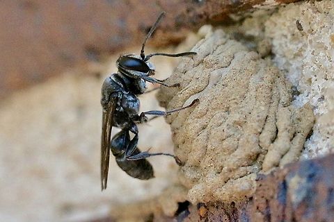 Spider wasp -Genus : Fabriogenia Building the mud nest.
https://www.jungledragon.com/image/151920/finished_spider_wasp_mud_nest_with_lid_to_enclose_completely.html
https://www.jungledragon.com/image/151918/salticid_spiderlings_found_in_mud_nest_of_spider_wasp.html Australia,Eamw July 23,Eamw wasps,Fall,Geotagged,Illaroo,spider wasps