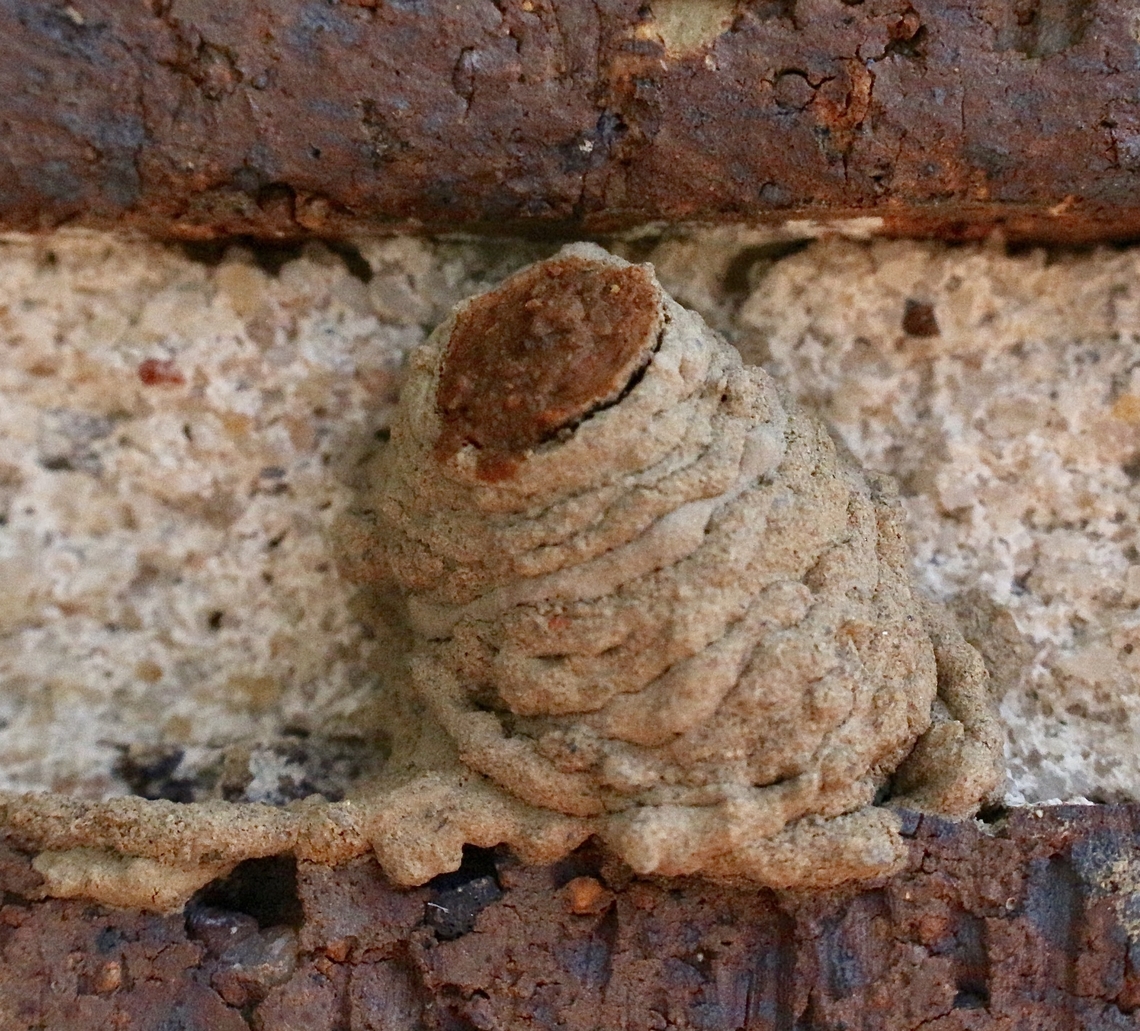 Finished spider wasp mud nest with lid to enclose completely Mud nest was build onto house wall.<br />
<figure class="photo"><a href="https://www.jungledragon.com/image/151919/spider_wasp_-genus_fabriogenia.html" title="Spider wasp -Genus : Fabriogenia"><img src="https://s3.amazonaws.com/media.jungledragon.com/images/3125/151919_thumb.jpeg?AWSAccessKeyId=05GMT0V3GWVNE7GGM1R2&Expires=1759968010&Signature=sBxwX%2FWsNEiZL37rFWmStBBsDqk%3D" width="200" height="134" alt="Spider wasp -Genus : Fabriogenia Building the mud nest.<br />
https://www.jungledragon.com/image/151920/finished_spider_wasp_mud_nest_with_lid_to_enclose_completely.html<br />
https://www.jungledragon.com/image/151918/salticid_spiderlings_found_in_mud_nest_of_spider_wasp.html Australia,Eamw July 23,Eamw wasps,Fall,Geotagged,Illaroo,spider wasps" /></a></figure><br />
<figure class="photo"><a href="https://www.jungledragon.com/image/151918/salticid_spiderlings_found_in_mud_nest_of_spider_wasp.html" title="Salticid spiderlings found in mud nest of spider wasp."><img src="https://s3.amazonaws.com/media.jungledragon.com/images/3125/151918_thumb.jpeg?AWSAccessKeyId=05GMT0V3GWVNE7GGM1R2&Expires=1759968010&Signature=UkxH%2Ffr%2F0z1o2qXy368usXiwJQs%3D" width="200" height="150" alt="Salticid spiderlings found in mud nest of spider wasp. The juvenile spiders were paralyzed.<br />
https://www.jungledragon.com/image/151919/spider_wasp_-genus_fabriogenia.html<br />
https://www.jungledragon.com/image/151920/finished_spider_wasp_mud_nest_with_lid_to_enclose_completely.html Australia,Eamw July 23,Eamw wasps,Fall,Geotagged,Illaroo,spider wasps" /></a></figure> Australia,Eamw July 23,Eamw wasps,Fall,Geotagged,Illaroo,spider wasp