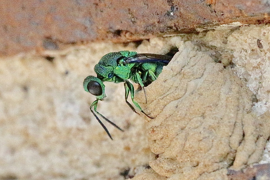 Cuckoo wasp - Genus Primeuchroeus Making her getaway.<br />
<br />
<a href="https://museum.wa.gov.au/research/collections/terrestrial-zoology/entomology-insect-collection/entomology-factsheets/cuckoo-wasps" rel="nofollow">https://museum.wa.gov.au/research/collections/terrestrial-zoology/entomology-insect-collection/entomology-factsheets/cuckoo-wasps</a><br />
 <br />
As the name &lsquo;cuckoo wasps&rsquo; suggests, females lay their eggs in the nests of other insects. Among the most common hosts for cuckoo wasps are the various mud-daubing wasps that build their nests around houses, sheds and other human constructions. This accounts for many finds, people either noticing the brightly coloured wasps hovering about walls as they search for a host nest, or finding them after they&rsquo;ve entered a building and got trapped on the inside of a window pane. Australia,Eamw wasps,Fall,Geotagged,Illaroo,Upload July 2023,cuckoo wasp