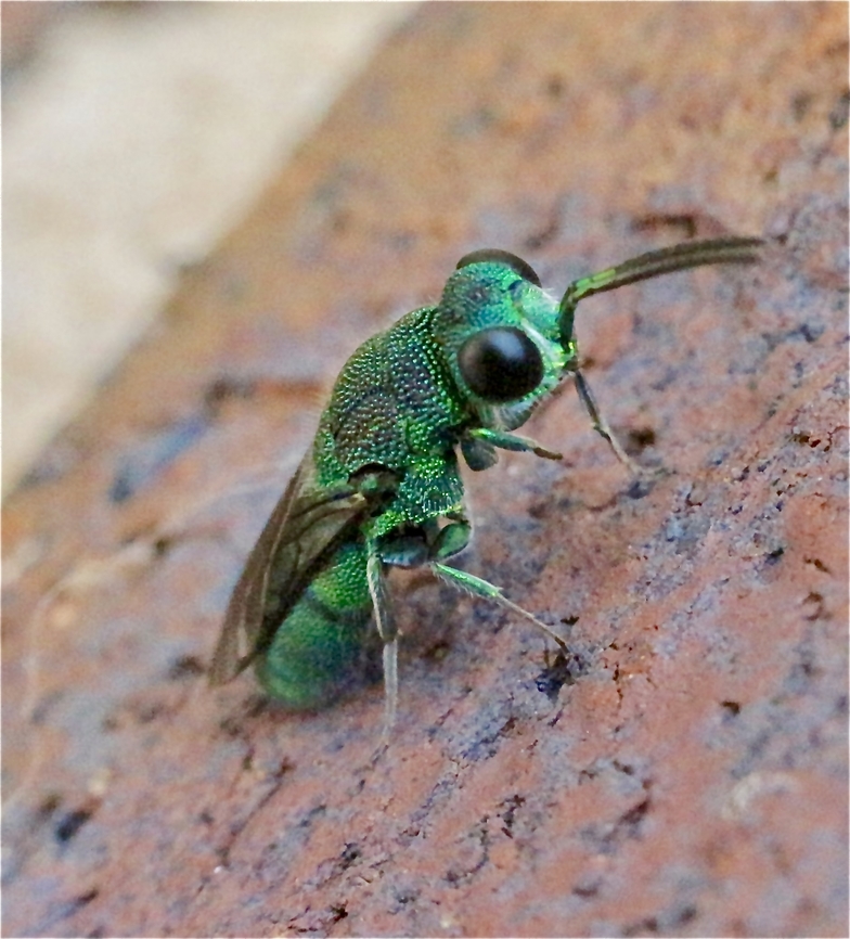 Cuckoo wasp - Genus Primeuchroeus Observing and approaching the mud nest from the spider wasp genus Fabriogenia.<br />
The cuckoo wasp was aware of the spider wasp still building on its mud nest. Australia,Eamw july 23,Eamw wasps,Fall,Geotagged,Illaroo,cuckoo wasp