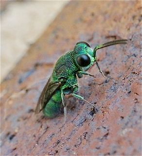 Cuckoo wasp - Genus Primeuchroeus Observing and approaching the mud nest from the spider wasp genus Fabriogenia.
The cuckoo wasp was aware of the spider wasp still building on its mud nest. Australia,Eamw july 23,Eamw wasps,Fall,Geotagged,Illaroo,cuckoo wasp