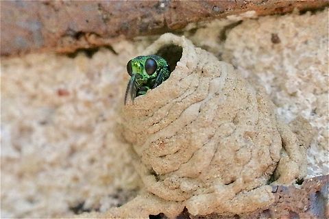Cuckoo wasp - Genus Primeuchroeus The cuckoo wasp was in the mud nest for no more then a minute and after exiting flew away.
Her job of parasitising the spider wasp’s nest was obviously done. Australia,Eamw july 23,Eamw wasps,Fall,Geotagged,Illaroo,cuckoo wasp