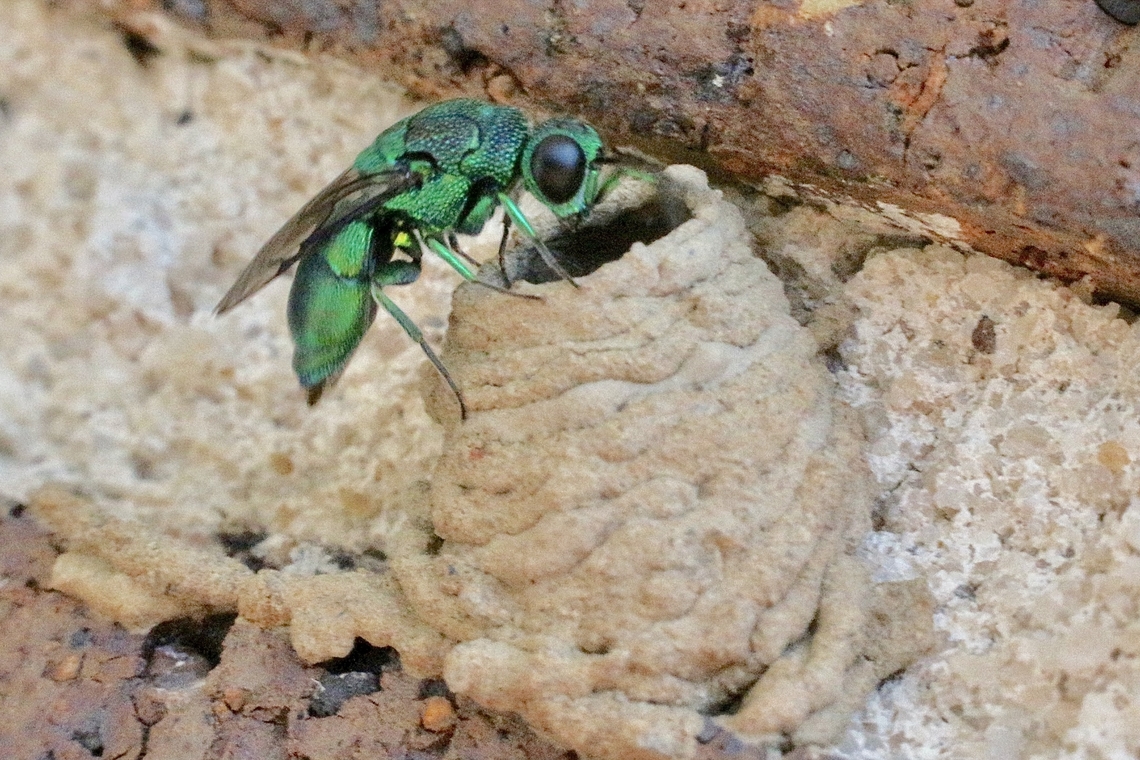 Cuckoo wasp- Genus Primeuchroeus Finally able to enter the mud nest from the spider wasp . Australia,Eamw July 23,Eamw wasps,Fall,Geotagged,Illaroo,cuckoowasp