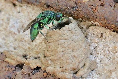 Cuckoo wasp- Genus Primeuchroeus Finally able to enter the mud nest from the spider wasp . Australia,Eamw July 23,Eamw wasps,Fall,Geotagged,Illaroo,cuckoowasp
