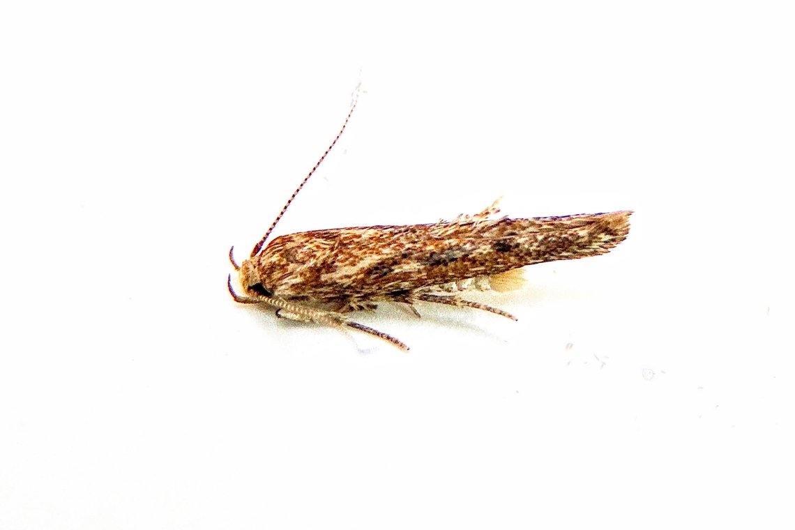 Curved-horn Moth- Super Family: Gelechioidea Small moth with wingspan estimated at 12 mm. Australia,Eamw July 2023,Eamw moth,Geotagged,Winter,unidentified