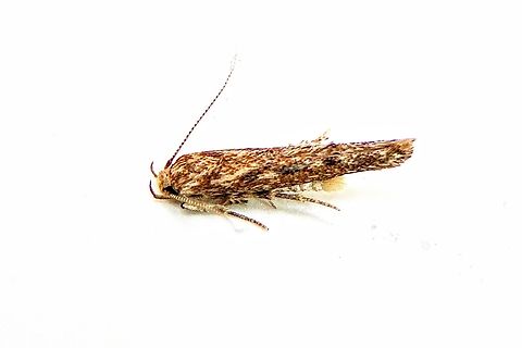 Curved-horn Moth- Super Family: Gelechioidea Small moth with wingspan estimated at 12 mm. Australia,Eamw July 2023,Eamw moth,Geotagged,Winter,unidentified