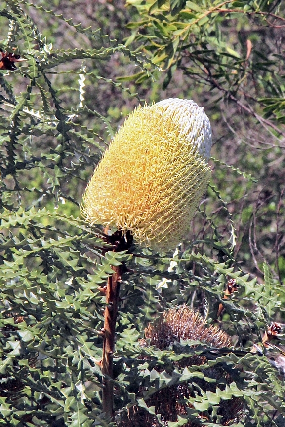 Showy banksia-Banksia speciosa  Australia,Banksia speciosa,Eamw Banksias,Eamw flora,Eamw july 23,Geotagged,Showy banksia,Winter