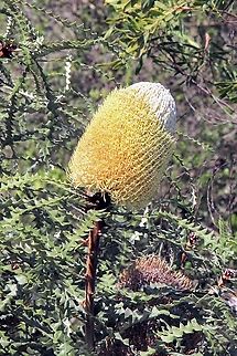 Showy banksia-Banksia speciosa Australia,Banksia speciosa,Eamw Banksias,Eamw flora,Eamw july 23,Geotagged,Showy banksia,Winter