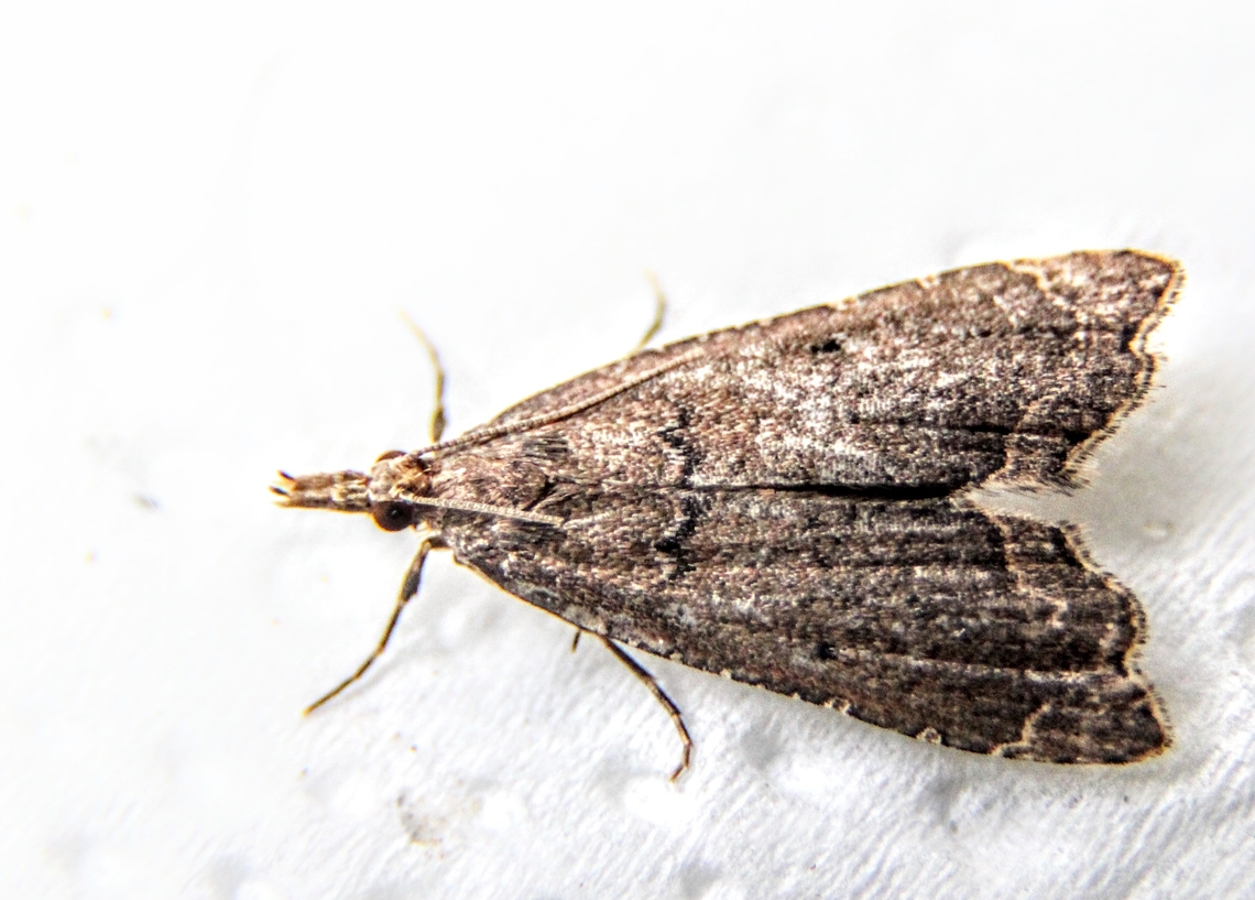 Diplopseustis perieresalis  Australia,Diplopseustis ew,Diplopseustis perieresalis,Eamw moth,Geotagged,Winter