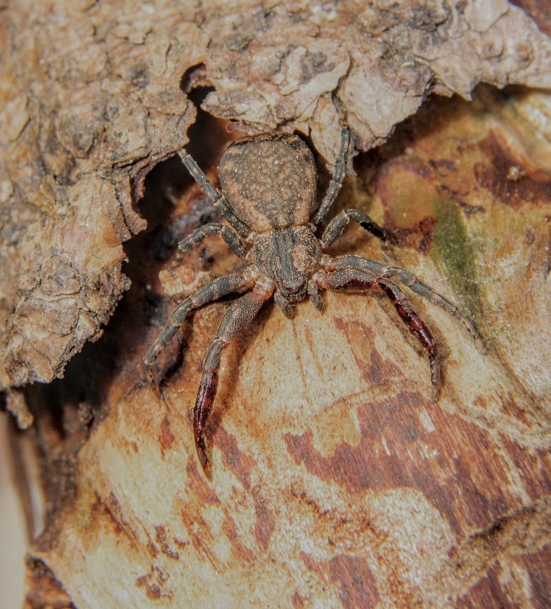 Bark crab spider- sub family Stephanopinae Found under dry eucalyptus bark.  Australia,Crab spiders,Eamw july 23,Eamw spiders,Geotagged,Nixon Skinner conservation park Myponga SA,Stephanopinae,Winter