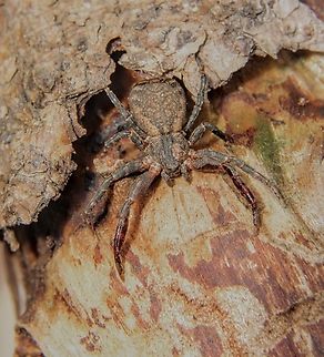 Bark crab spider- sub family Stephanopinae Found under dry eucalyptus bark.  Australia,Crab spiders,Eamw july 23,Eamw spiders,Geotagged,Nixon Skinner conservation park Myponga SA,Stephanopinae,Winter