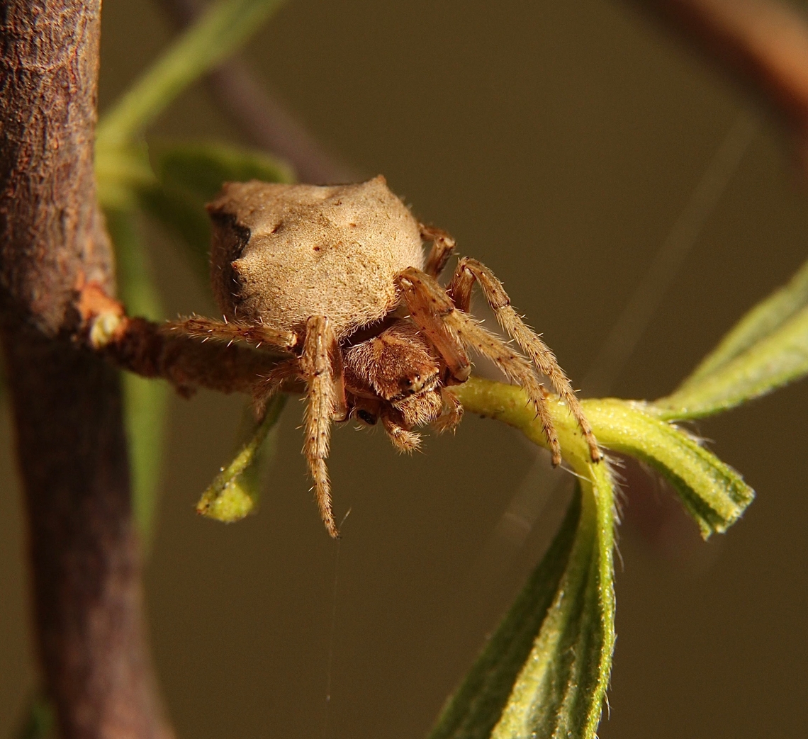 Garden orb weaver - Family : Araneidae  Australia,Eamw July 23,Eamw spiders,Geotagged,Observed March 22,Summer