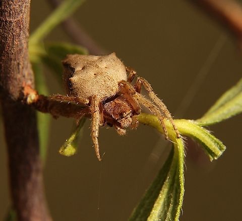 Garden orb weaver - Family : Araneidae  Australia,Eamw July 23,Eamw spiders,Geotagged,Observed March 22,Summer