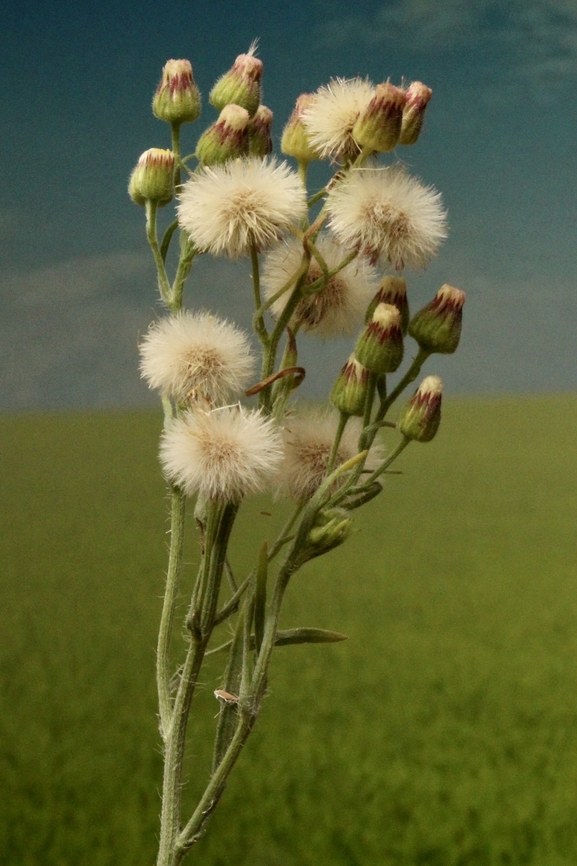 Fleabane- Genus -Erigeron Introduced to Australia  Australia,Geotagged,Summer