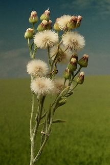 Fleabane- Genus -Erigeron Introduced to Australia  Australia,Geotagged,Summer