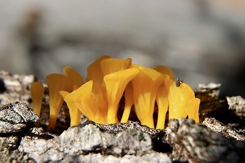 Dacrymyces spathularia Growing on eucalyptus bark. Australia,Dacryopinax spathularia,Fan-Shaped Jelly Fungus,Geotagged,Summer