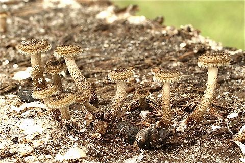 Fringed sawmill - Lentinus crinitus Found growing on a pice of old building pressboard in a damp garden area Eamw fungi,Fringed Sawgill,Geotagged,Lentinus crinitus,Orlando,Summer,United States,Upload Aug 2023