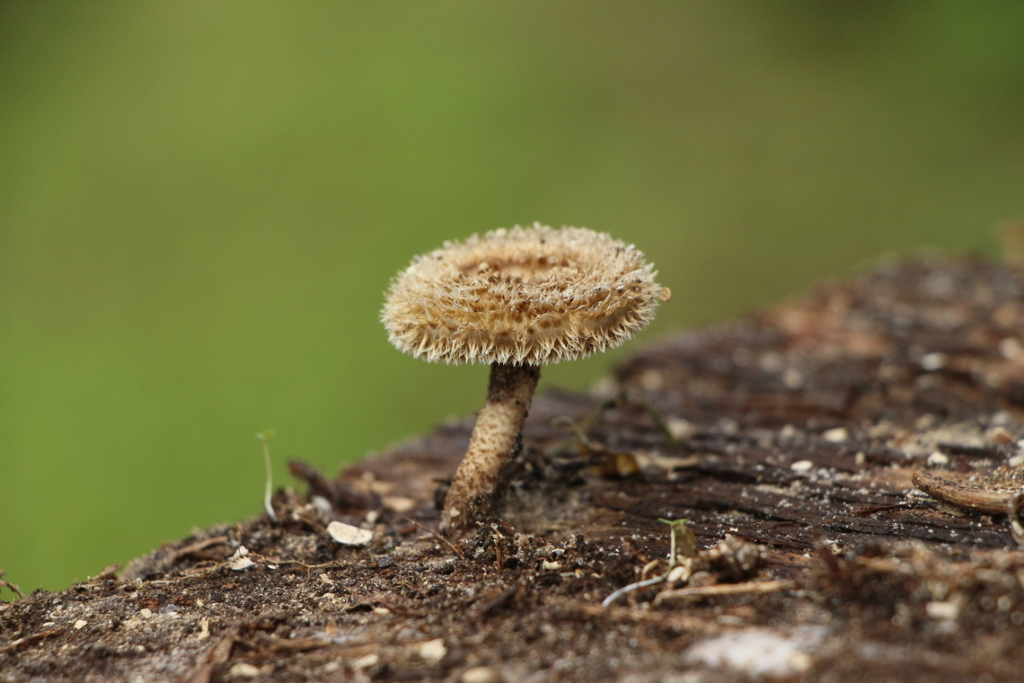 Fringed sawbill - Lentinus crinitus Found growing on a pice of old building pressboard in a damp garden area Eamw fungi,Fringed Sawgill,Lentinus crinitus,Orlando,Upload Aug