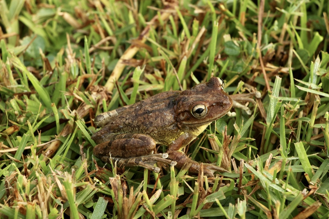 Cuban tree frog - Osteopilus septentrionalis  Cuban tree frog,Eamw frogs,Geotagged,Hyla femoralis,Orlando,Osteopilus septentrionalis,Pine woods tree frog,Summer,United States