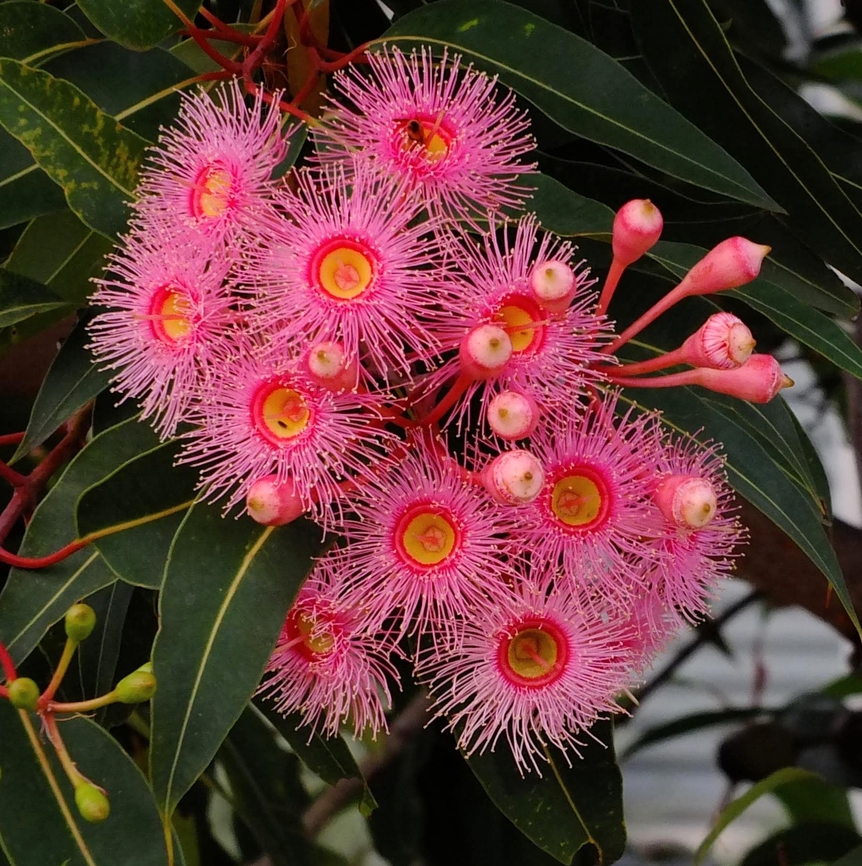Blood gum - Genus : Corymbia  Australia,Eamw Newcastle,Eamw eucalyptus,Eamw flora,Eucalyptus,Geotagged,Summer,Upload Aug 2023