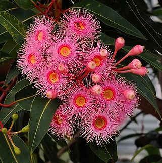 Blood gum - Genus : Corymbia  Australia,Eamw Newcastle,Eamw eucalyptus,Eamw flora,Eucalyptus,Geotagged,Summer,Upload Aug 2023
