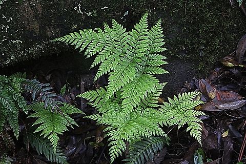 Genus - Parapolystichum  Australia,Geotagged,Summer