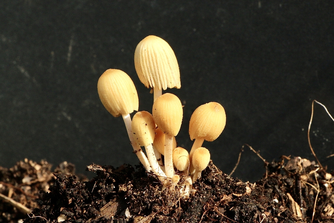 Coprinellus micaceus  Australia,Cobrinellus micaceus,Eamw fungi,Encounter Bay SA,Fall,Geotagged,Upload Aug 2023