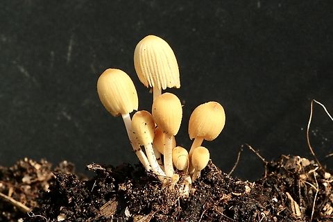 Coprinellus micaceus  Australia,Cobrinellus micaceus,Eamw fungi,Encounter Bay SA,Fall,Geotagged,Upload Aug 2023