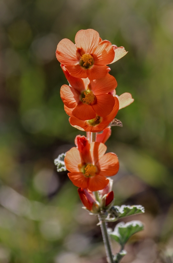 Globemallows , Genus - Sphaeralcea  Eamw flora,Florida,Geotagged,Summer,USA Flora,United States,Upload Aug 2023