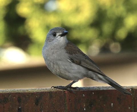 Grey shrike thrush - Colluricincla harmonica  Australia,Colluricincla harmonica,Eamw birds,Encounter Bay SA,Geotagged,Grey shrike-thrush,Upload Aug 2023,Winter