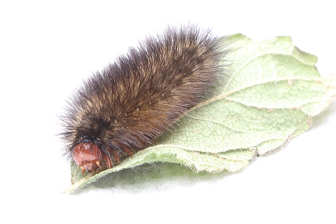 Black and white tiger moth caterpillar- Ardices glatignyi Feeding on introduced lantana plants. Ardices ew,Ardices glatignyi,Australia,Black and white tiger moth,Eamw caterpillars,Eamw moth,Encounter Bay SA,Geotagged,Winter