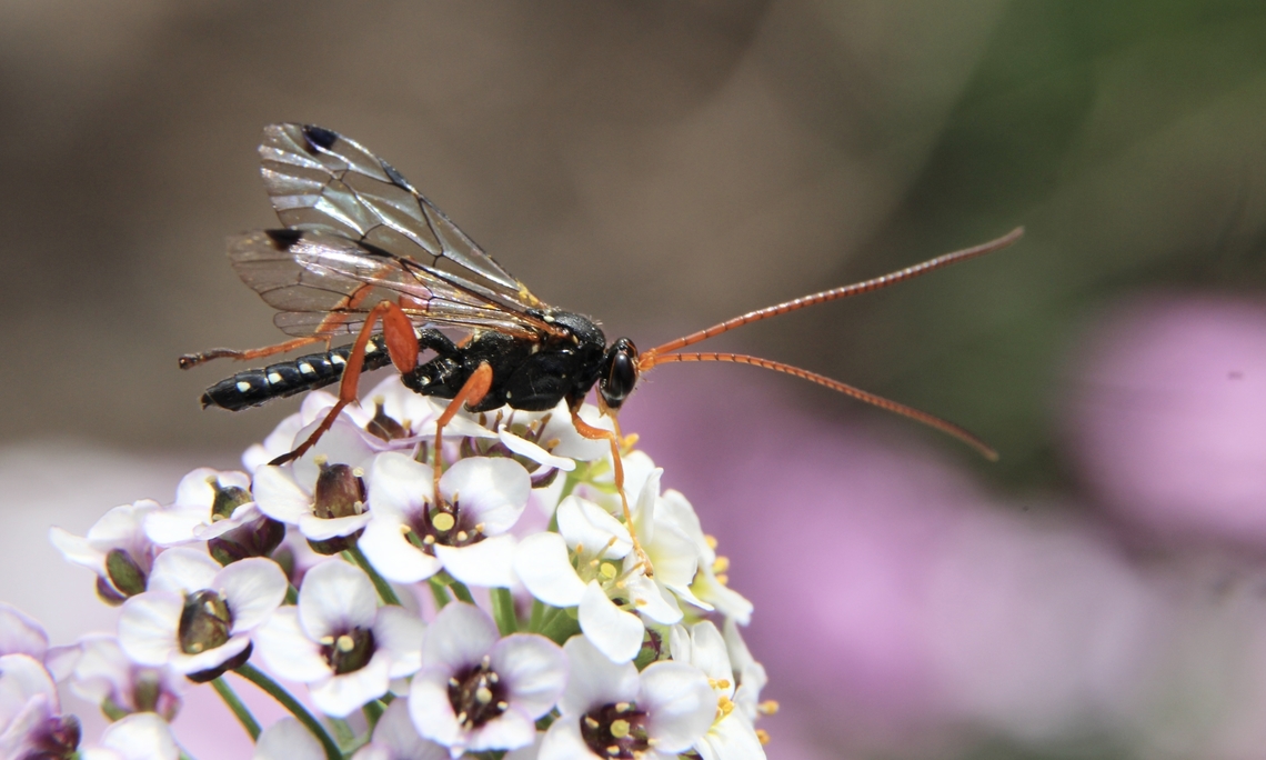 White-spotted Ichneumonidae Wasp , Echthromorpha intricatoria  Australia,Eamw wasps,Echthromorpha intricatoria,Geotagged,White-spotted Ichneumonid Wasp,Winter