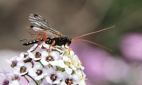 White-spotted Ichneumonidae Wasp , Echthromorpha intricatoria  Australia,Eamw wasps,Echthromorpha intricatoria,Geotagged,White-spotted Ichneumonid Wasp,Winter