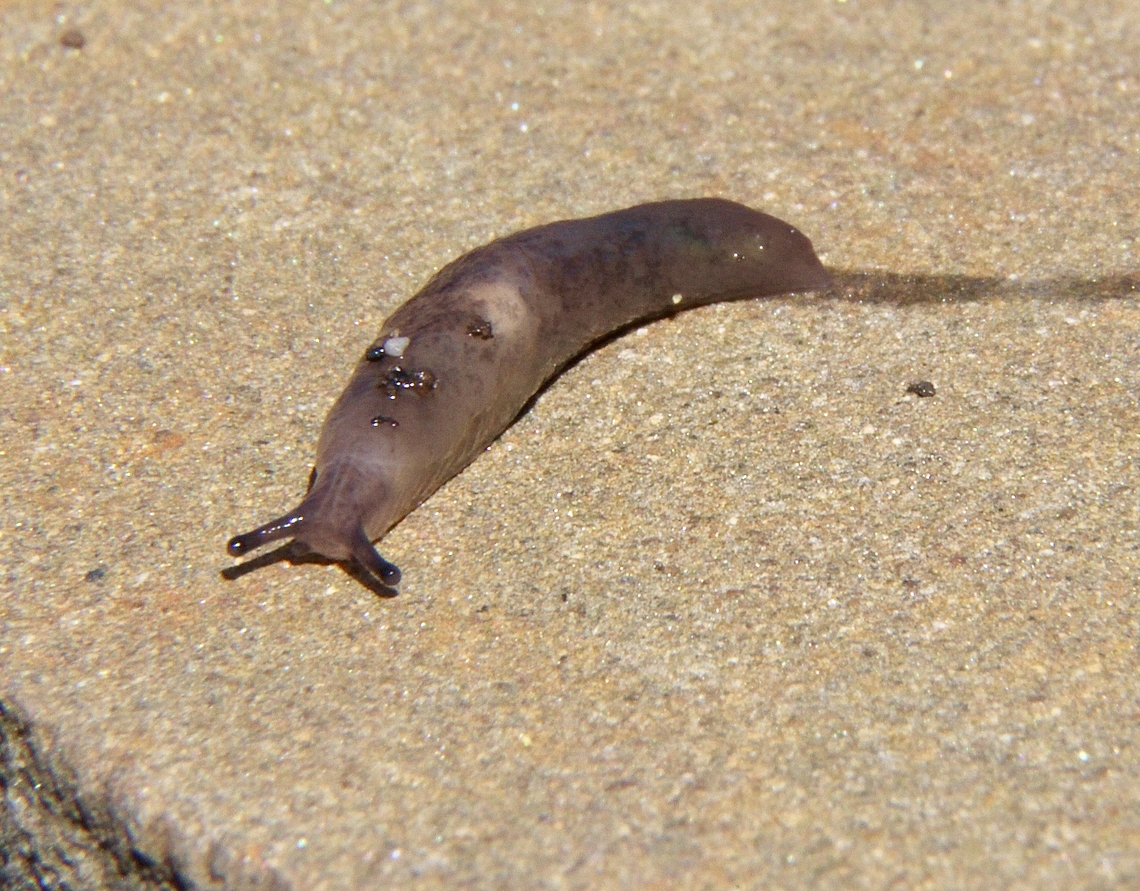 Chestnut Slug - Deroceras invadens An introduced species,found in suburban areas  Australia,Deroceras invadens,Dodson road SA,Eamw Land snails,Geotagged,winter