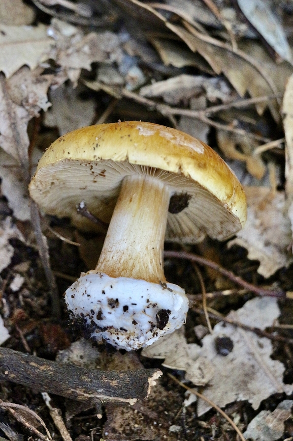 Cortinarius phalarus Unusual species of Cortinarius that has a volva as a basal rim on the stipe (stem), similar to many Amanita.<br />
<br />
Identification by INaturalist. Australia,Cortinarius,Cortinarius phalarus,EW cortinarius,Eamw fungi,Wilson’s Promontory