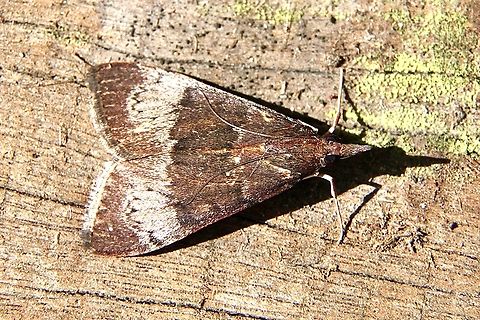 Tree Lucern Moth - Uresiphita ornithopteralis Attracted to UV Light. Eamw moth,Encounter Bay SA,Encounter Bay moth,UVL,Uresiphita ew,Uresiphita ornithopteralis,spring