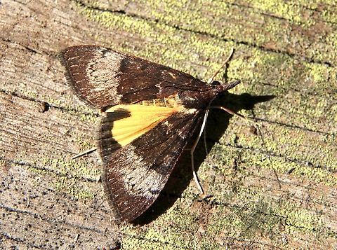 Tree Lucerne Moth - Uresiphita ornithopteralis Only one side of wing open Australia,Dodson road SA,Eamw moth,Geotagged,Tree Lucerne Moth,Uresiphita ew,Uresiphita ornithopteralis,Winter