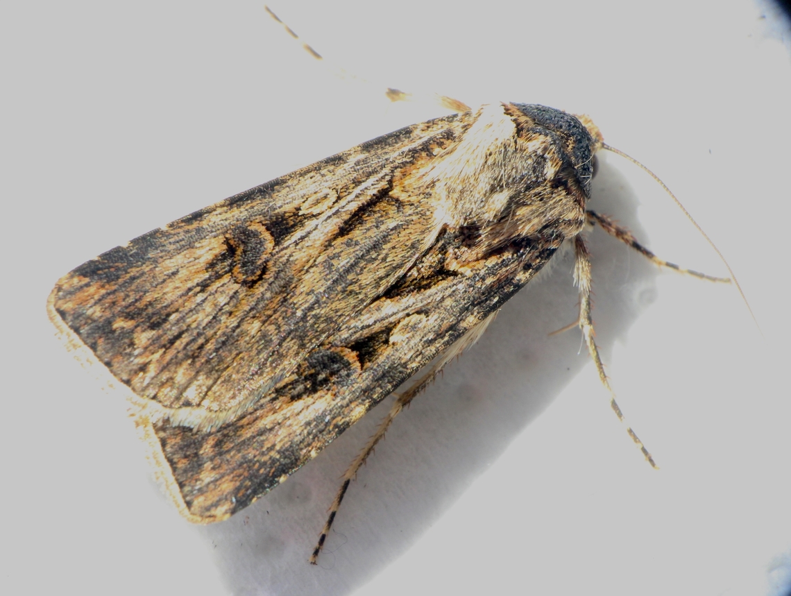Brown Cutworm Moth - Agrotis munda  Agrotis ew,Agrotis munda,Australia,Brown Cutworm,Dodson road SA,Eamw moth,Encounter Bay SA,Geotagged,UVL,Winter