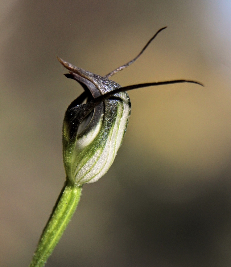 Maroonhood - Pterostylis pedunculata  Australia,Eamw flora,Eamw orchids,Geotagged,Maroonhood,Orchids September,Pterostylis pedunculata,Winter