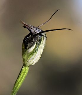 Maroonhood - Pterostylis pedunculata  Australia,Eamw flora,Eamw orchids,Geotagged,Maroonhood,Orchids September,Pterostylis pedunculata,Winter