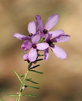 Hairy Pink - Bells.  -  Tetratheca pilosa  Australia,Eamw flora,Geotagged,Hairy Pink-Bells,Tetratheca pilosa,Winter