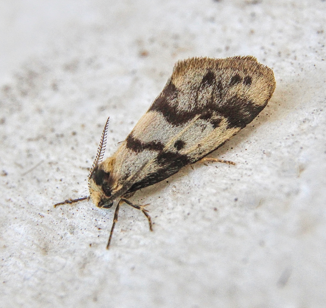 Clouded Footman - Anestia ombrophanes  Anestia,Anestia ombrophanes,Australia,Clouded Footman,Dodson road SA,Eamw moth,Geotagged,Winter