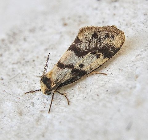 Clouded Footman - Anestia ombrophanes  Anestia,Anestia ombrophanes,Australia,Clouded Footman,Dodson road SA,Eamw moth,Geotagged,Winter