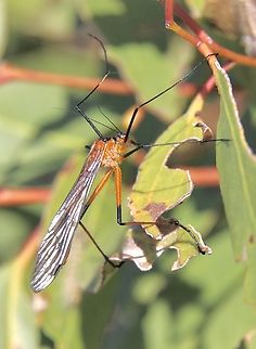Genus Harpobittacus  Australia,Eamw crane flies,Geotagged,Winter