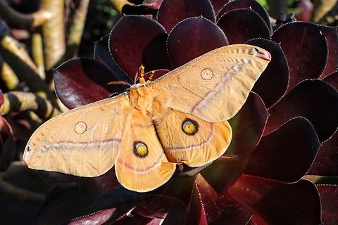 Helena gum moth - Opodiphthera helena    Source: Wikipedia:    The emperor gum moth does not feed after it emerges from the cocoon, relying solely on the energy it stored as a caterpillar. Their adult life span is limited to a couple of weeks in which they mate, lay eggs and die. The moths, like the caterpillars, are very striking in appearance. The emperor gum moth is a very large moth, having a wingspan of 120 to 150 mm. Females are generally larger than males. The furry wings and body are multi-colored, but are in overall tones of pale reddish/brown. The wings are decorated with four prominent ‘eyes’ and various other markings in a symmetrical formation. The antennae of the males are feathery, while the females' are thinner and with fewer hairs. Australia,Dodson road SA,Eamw moth,Geotagged,Helena gum moth,Opodiphthera,Opodiphthera helena,Winter