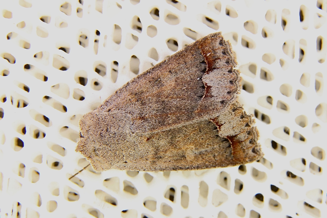 Gap- lined pantydia- Pantydia diemeni ID as per INaturalist. Australia,Dodson road SA,Eamw moth,Geotagged,Pantydia diemeni,Pantydia ew,Winter