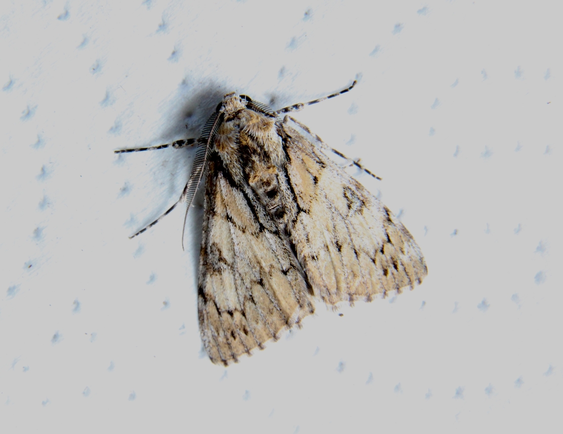 Genus - Rhuma Attracted to UV light Australia,Dodson road SA,Eamw moth,Geotagged,Raphia  frater,Raphia frater,Winter,unidentified